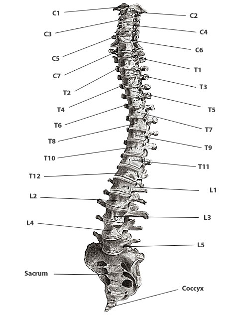 Mississauga Chiro Spinal Column & Spinal Nerve Chart | Mississauga Chiro