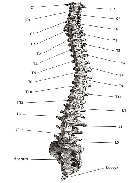 download scalp bones